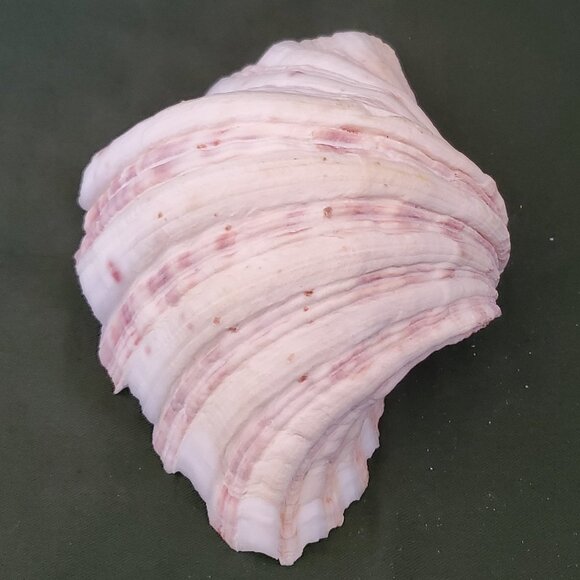 Extra Large Sandy Clam Shell with 5 Small Decorative Seashell Soaps - Picture 7 of 14